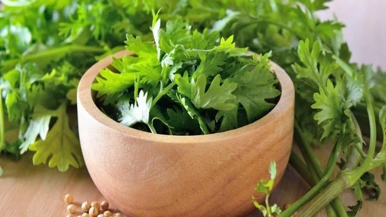 क्या आप जानते है पुरुषों को धनिया क्यों नहीं खाना चाहिए