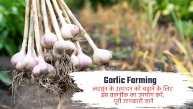 Farming of Garlic