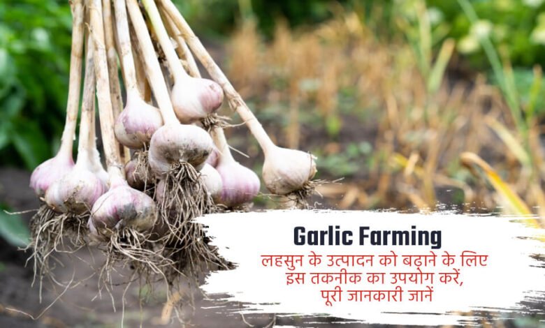 Farming of Garlic