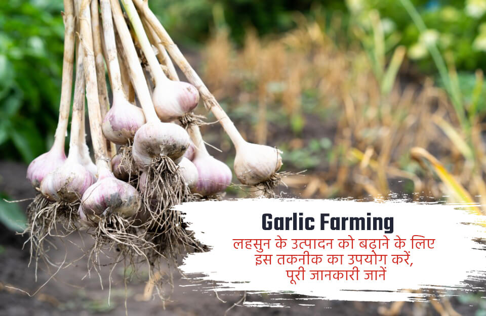 Farming of Garlic