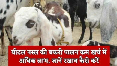 Goat Farming: ठप हुई किस्मत का ताला खोलेगी बकरी की ये शानदार नस्ल