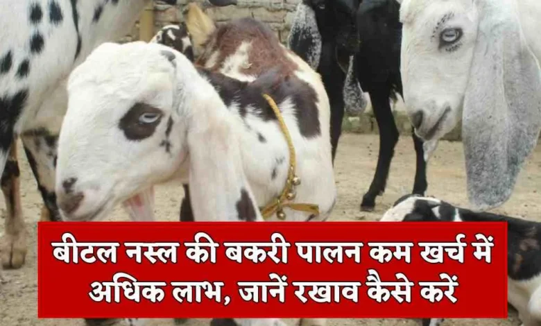 Goat Farming: ठप हुई किस्मत का ताला खोलेगी बकरी की ये शानदार नस्ल