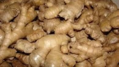 Ginger Farming 2024: नए तरीके से अदरक की खेती कर कमाए लाखो तक का मुनाफा