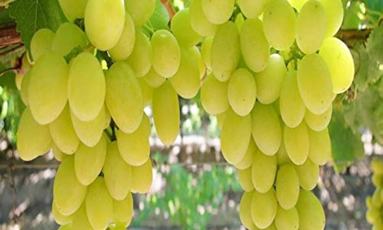 Grapes Farming New Ideas: मालामाल बनना चाहते है तो यूनिक तरीके से करे अंगूर की खेती