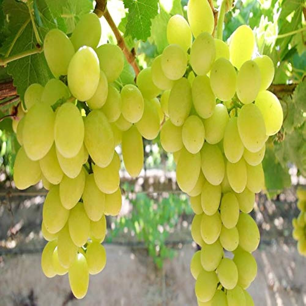 Grapes Farming New Ideas: मालामाल बनना चाहते है तो यूनिक तरीके से करे अंगूर की खेती