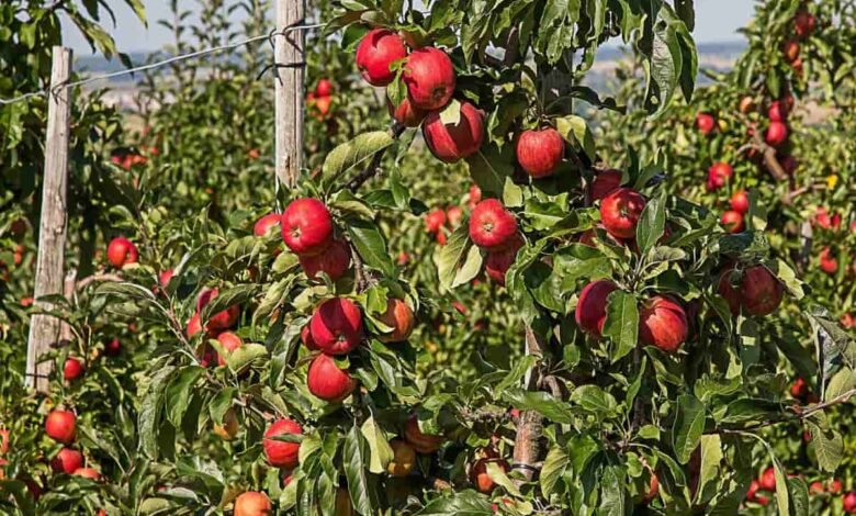 Apple Cultivation:किसानो को बना देंगी मालामाल सेब की खेती,होंगी बंपर पैदावार जाने इसे करने का सही तरीका