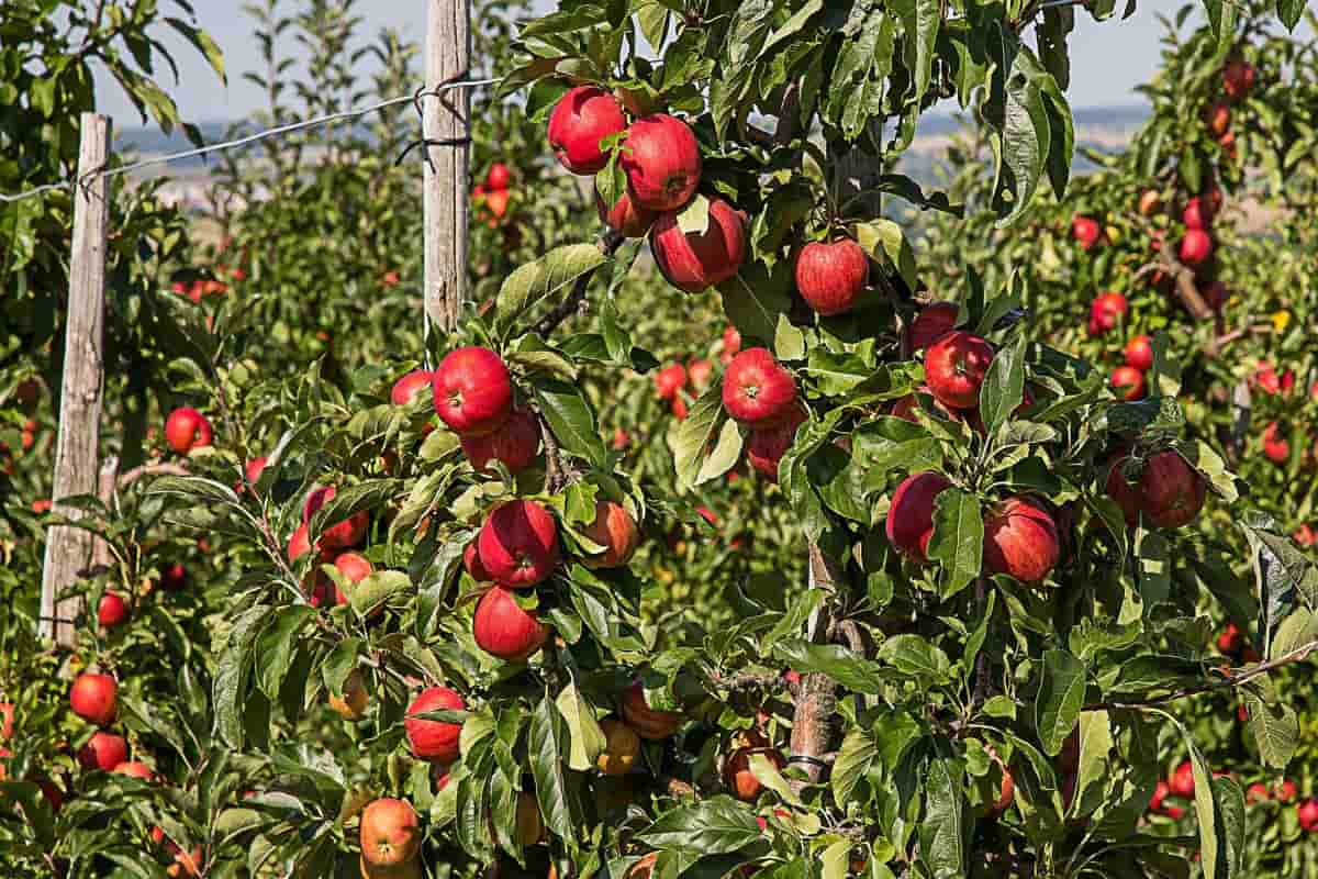 Apple Cultivation:किसानो को बना देंगी मालामाल सेब की खेती,होंगी बंपर पैदावार जाने इसे करने का सही तरीका