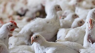 नौकरी का झंझट छोड़ मुर्गी पालन कर कमाए करोड़ो ये रहे तगड़े आइडिया