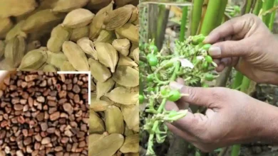 Cardamom Farming:इलायची की खेती से होंगी बम्फर कमाई,जाने पूरी जानकारी