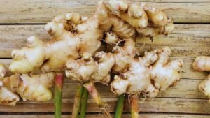 अदरक की खेती: किसानो को मालामाल बना देगी मसालों का राजा कहलाने वाले अदरक की खेती