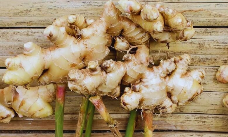 अदरक की खेती: किसानो को मालामाल बना देगी मसालों का राजा कहलाने वाले अदरक की खेती