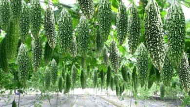 एडवांस तरीके से करेले की खेती कर किसान बन सकते है मालामाल देखे तरीका