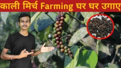 Black Pepper Farming: किसानो के लिए मुनाफे का सौदा बनी काली मिर्च की खेती
