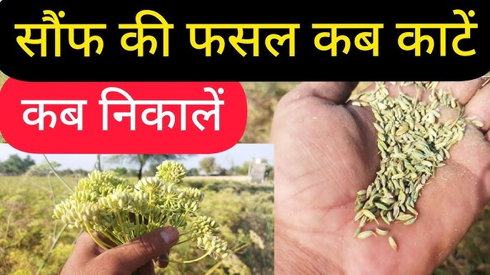 Cultivation of Fennel: सौफ की इन किस्मो की बुआई कर जल्द बने धनवान,जाने तरीका