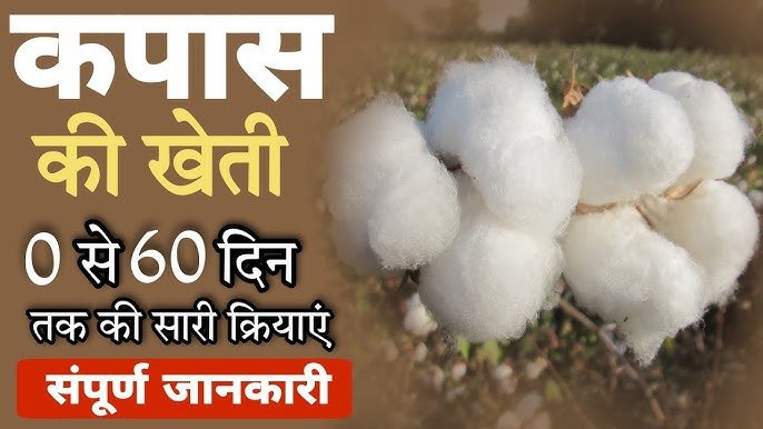 Cotton cultivation: सोने जैसी किस्मत चमका देगी कपास की खेती जाने तरीका
