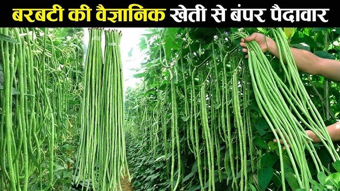 एडवांस तरीके से करे बरबटी की खेती जो आपको धन्ना सेठ बनाने में नहीं छोड़ेगी कसर