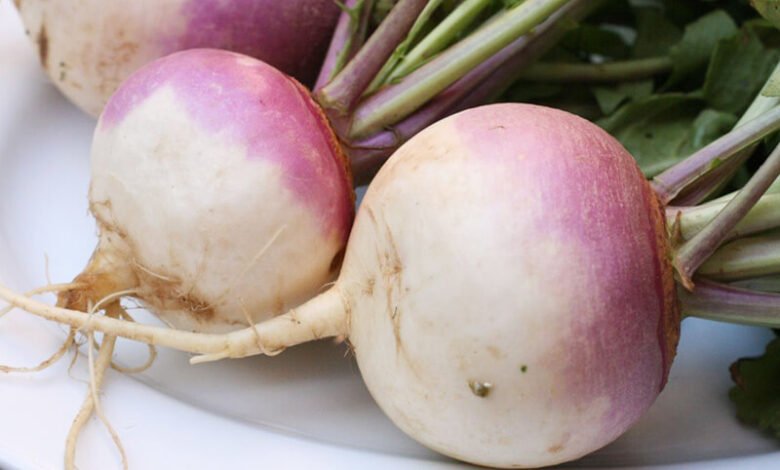 Cultivation of turnip: किसानो की सोइ किस्मत जगा देगी शलजम की खेती जाने तरीका