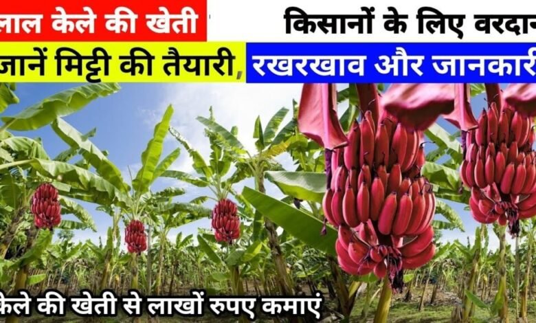 Lal Kele Ki Kheti: किसानो के लिए करोडो का कारोबार खड़ा करेगी लाल केले की खेती,जाने प्रक्रिया