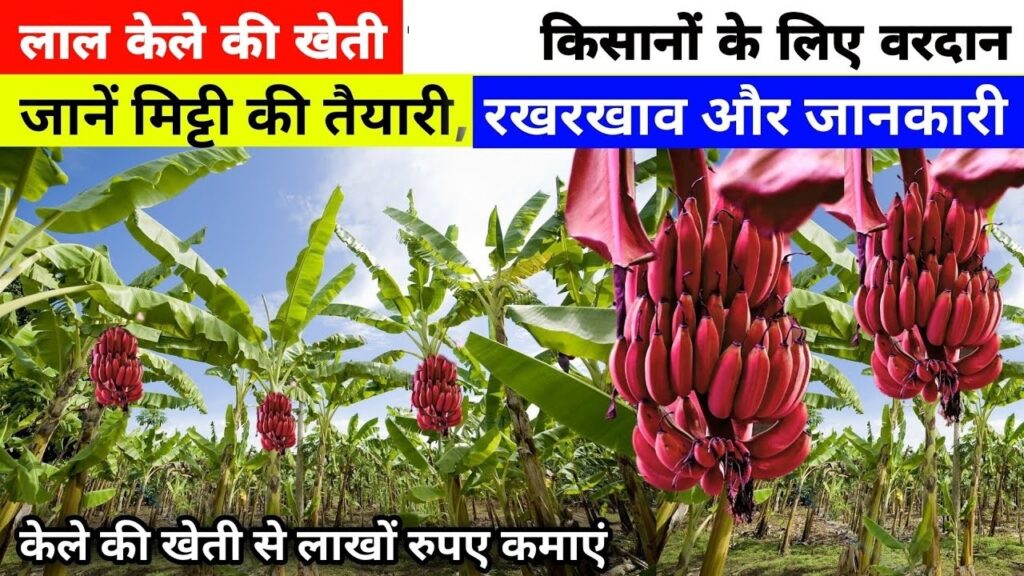 Lal Kele Ki Kheti: किसानो के लिए करोडो का कारोबार खड़ा करेगी लाल केले की खेती,जाने प्रक्रिया