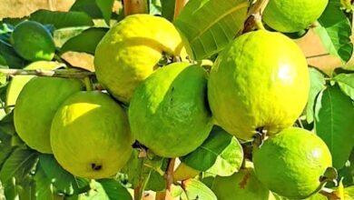 Guava cultivation: कम लागत में होंगी करोड़ो की कमाई,जाने पूरी जानकारी