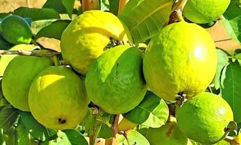 Guava cultivation: कम लागत में होंगी करोड़ो की कमाई,जाने पूरी जानकारी