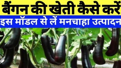 Brinjal Farming: नए और यूनिक तरीके से करे बैगन की खेती जिससे कुछ ही महीने में बनेगे लखपति