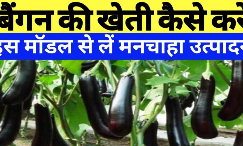 Brinjal Farming: नए और यूनिक तरीके से करे बैगन की खेती जिससे कुछ ही महीने में बनेगे लखपति