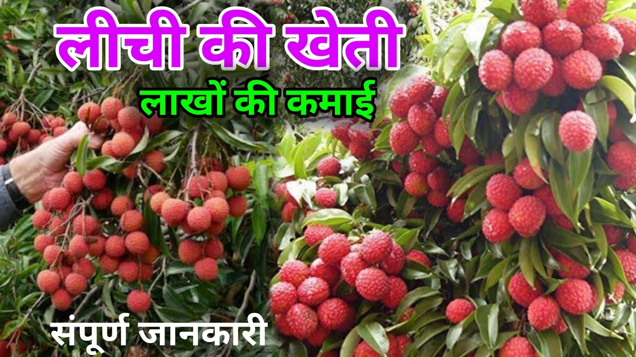 Lichi ki kheti: रेड लीची की खेती कर दुनिया भर में रिकॉर्ड बना सकते है किसान,जाने तरीका