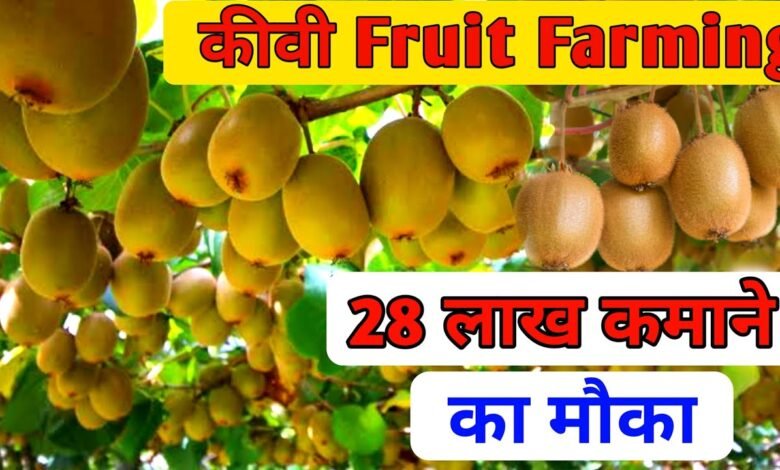 Kiwi Farming: सेहद के खजाने से भरपूर है कीवी जाने इसे उगाने का तरीका