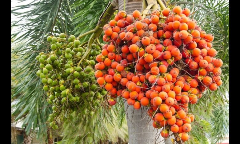 सुपारी की खेती बना देंगी आपको धन्नासेठ सालो-साल होंगी बंपर कमाई ,इसे करने का तरीका