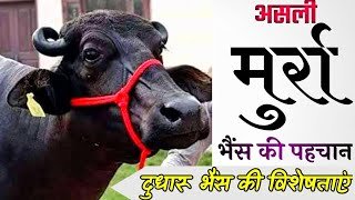 मुर्रा भैस का पालन किसानो को बना सकता है अमीरचंद,देखे मुर्रा की पहचान