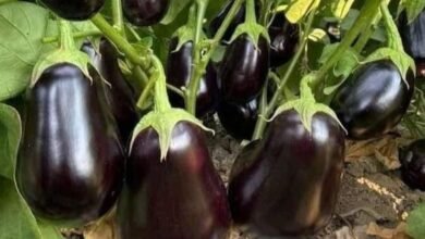 Brinjal Farming: मार्केट में बढ़ी बैगन की मांग जाने इसे उगाने का तरीका