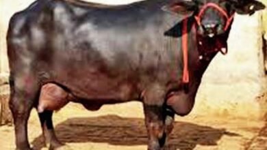 इस नस्ल की भैंस बनाएगी करोड़पति,हर दिन देती है 25 लीटर दूध जानिए इसका नाम और खासियत