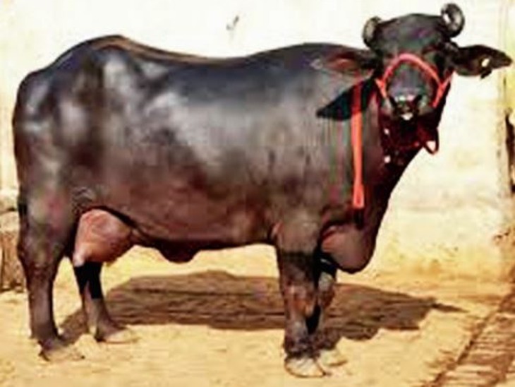 इस नस्ल की भैंस बनाएगी करोड़पति,हर दिन देती है 25 लीटर दूध जानिए इसका नाम और खासियत