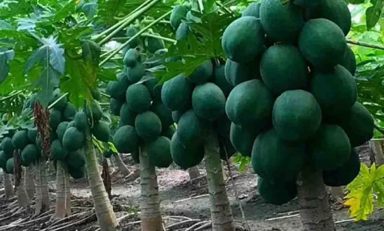 Papita Farming: किसानो को धनवान बना देगी पपीता की खेती इस बीज की करे बुआई