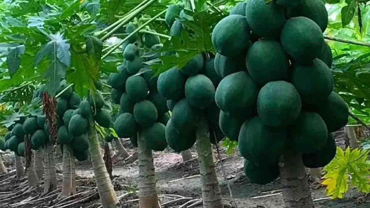 Papita Farming: किसानो को धनवान बना देगी पपीता की खेती इस बीज की करे बुआई