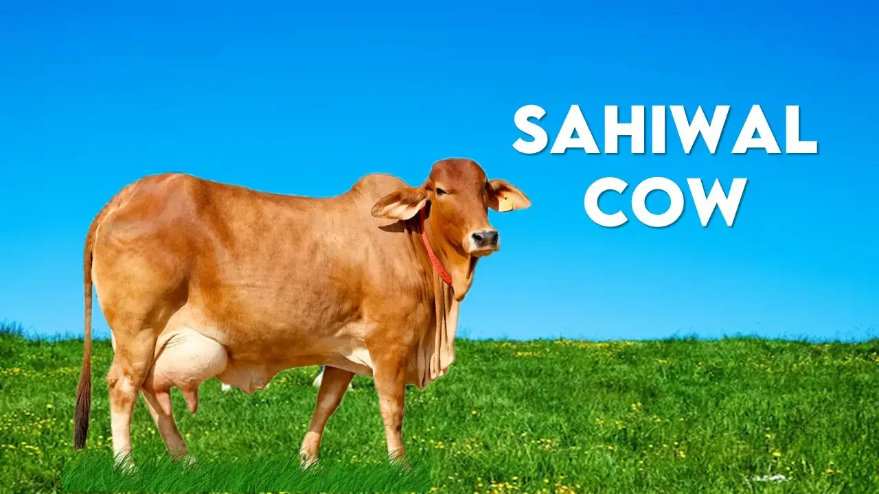 रोजाना 30 से 40ली दूध देने वाली गायो की नस्ल की जानकारी पाए एक क्लिक में