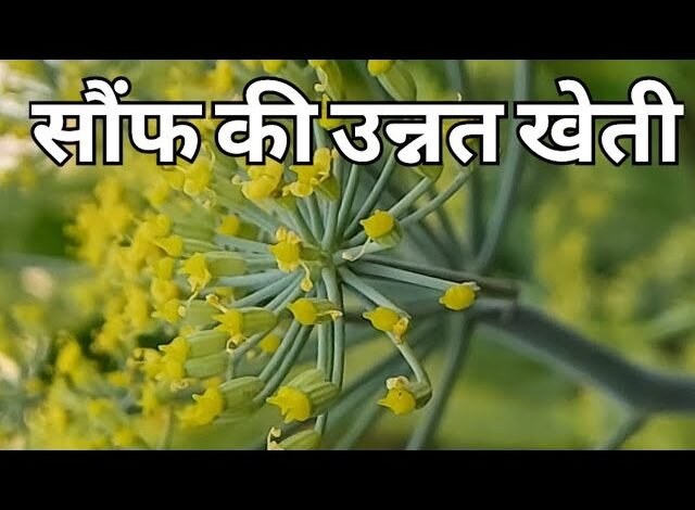 Cultivation of Fennel: बम्फर कमाई दिलाएगा सौफ की खेती का नया तरीका जाने प्रोसेस