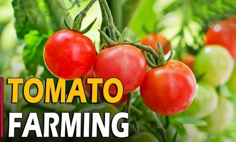 Tomato cultivation: किसानो को धन्ना सेठ बना देगी लाल टमाटर की खेती जाने एडवांस तरीका