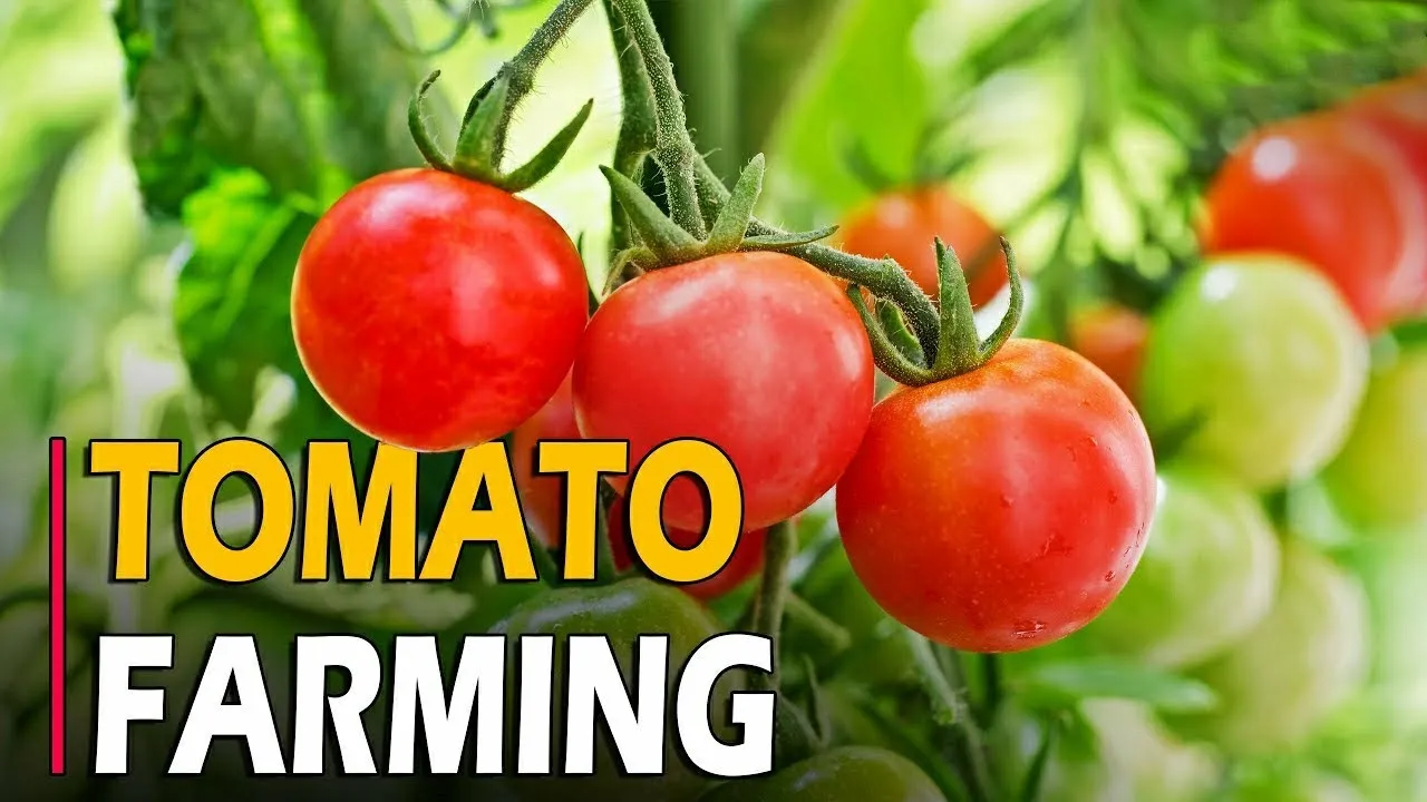 Tomato cultivation: किसानो को धन्ना सेठ बना देगी लाल टमाटर की खेती जाने एडवांस तरीका