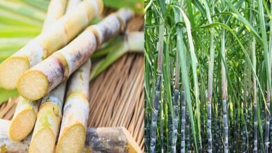 Sugercane cultivation: जबरदस्त फायदा गन्ने की फसल को कीटो से बचने के लिए करे ये उपाय