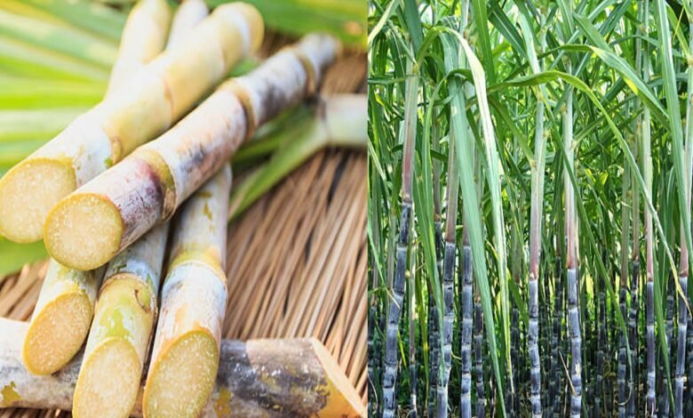 Sugercane cultivation: जबरदस्त फायदा गन्ने की फसल को कीटो से बचने के लिए करे ये उपाय