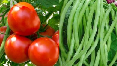 VEGETABLES FARMING: इन सब्जियों की खेती कर कमाए तगड़ा मुनाफा,जाने