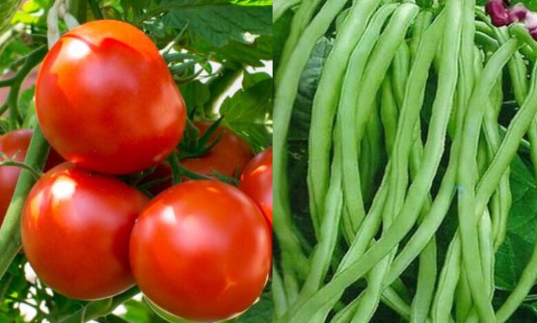 VEGETABLES FARMING: इन सब्जियों की खेती कर कमाए तगड़ा मुनाफा,जाने