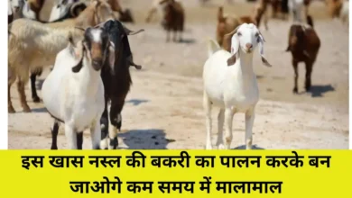 Goat Farming: बीटल नस्ल की बकरी आपको कराएगी जन्नत की सैर जाने पालने का तरीका