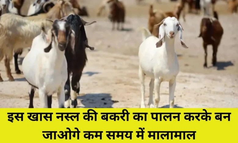 Goat Farming: बीटल नस्ल की बकरी आपको कराएगी जन्नत की सैर जाने पालने का तरीका