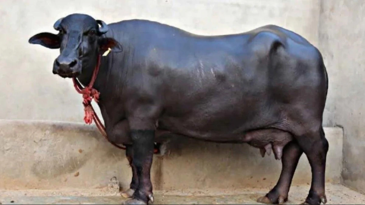 भैस की ये नस्ल आपके लिए साबित होगी घड़े में छिपा खजाना