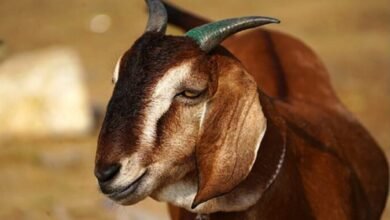 Goat Farming: बकरी की इस नस्ल का पालन आपको बनदेगा धनवान,देखे जानकारी