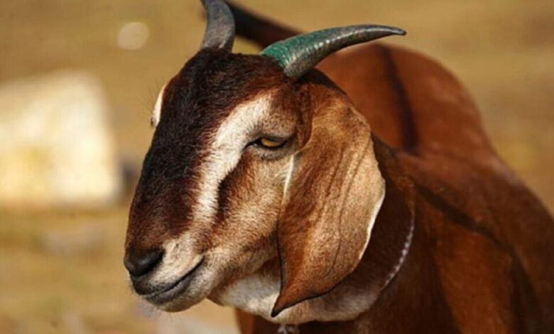 Goat Farming: बकरी की इस नस्ल का पालन आपको बनदेगा धनवान,देखे जानकारी