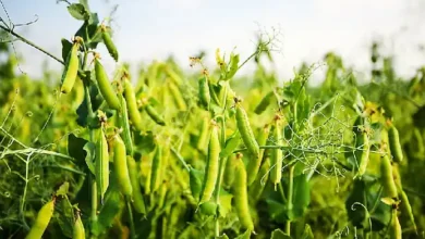 Cultivation of Peas